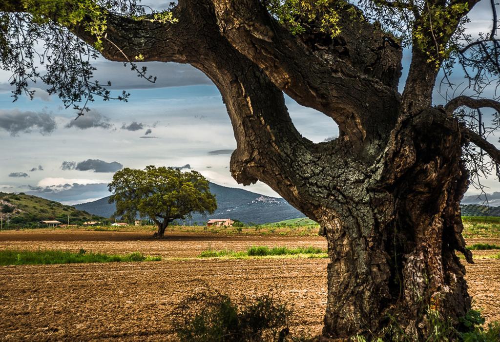 Agriturismo Monte Alzato Capalbio Εξωτερικό φωτογραφία