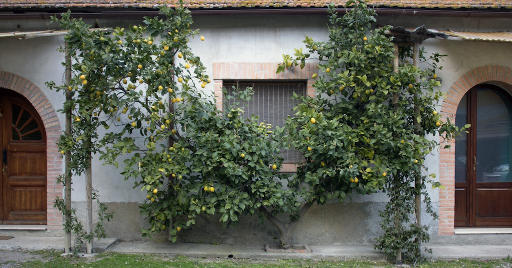 Agriturismo Monte Alzato Capalbio Δωμάτιο φωτογραφία