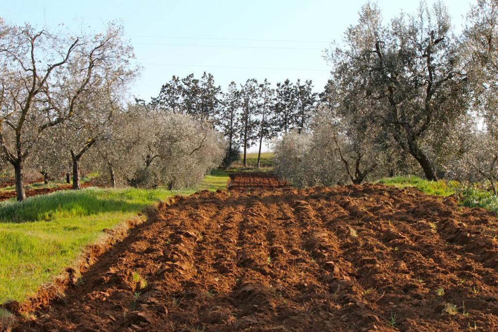 Agriturismo Monte Alzato Capalbio Εξωτερικό φωτογραφία